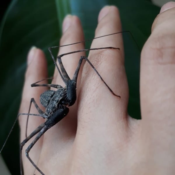 Phrynus operculatus