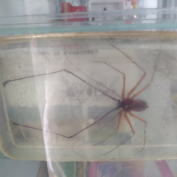 Acanthophrynus coronatus