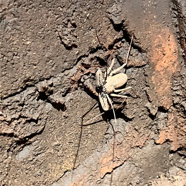 Phrynichidae