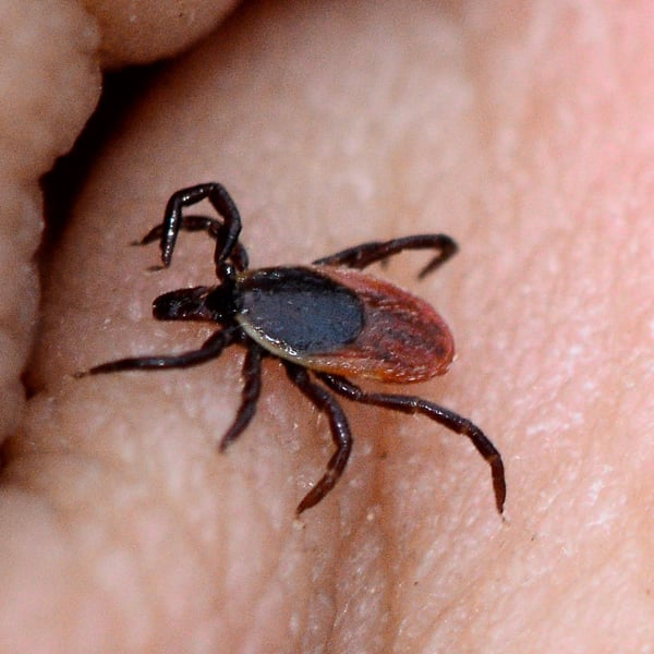 Ixodes scapularis