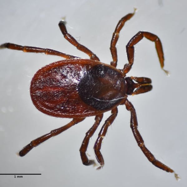 Ixodes pacificus