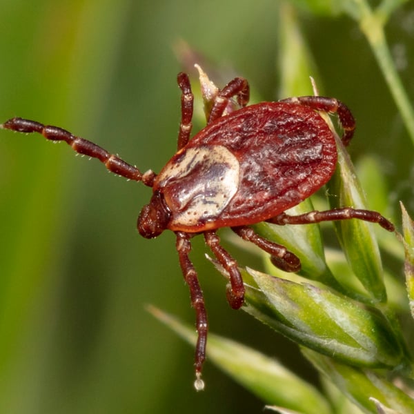 Dermacentor variabilis