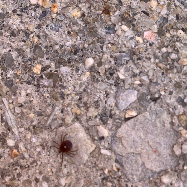 Amblyomma