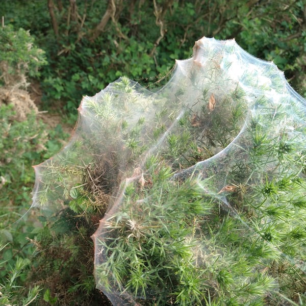 Tetranychus lintearius