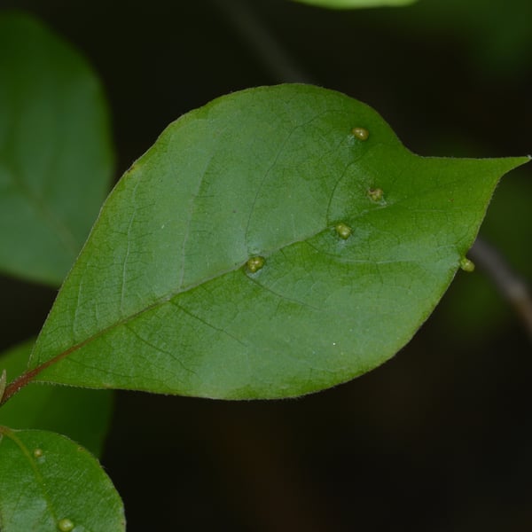 Aceria