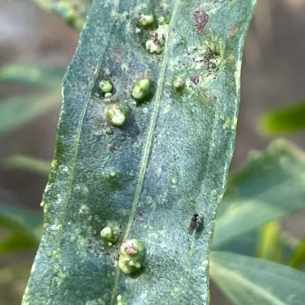 Aceria baccharices