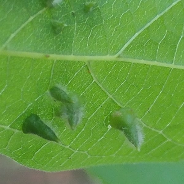 Aceria parulmi