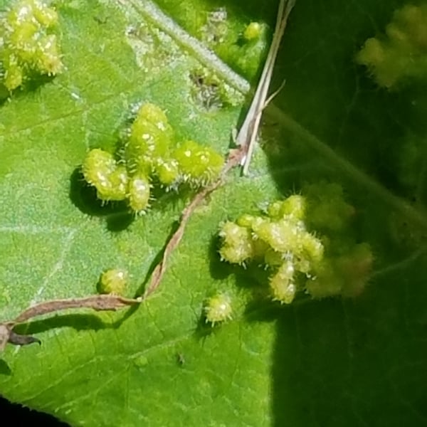Aculops rhois