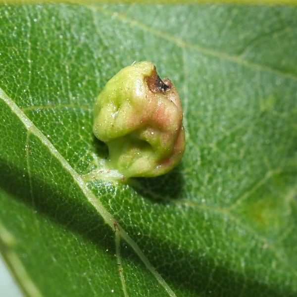 Vasates