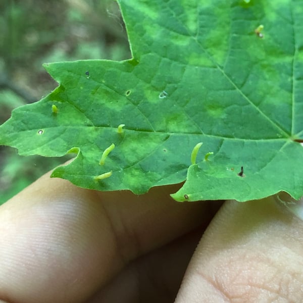 Vasates aceriscrumena