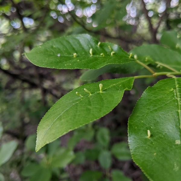 Eriophyes emarginatae