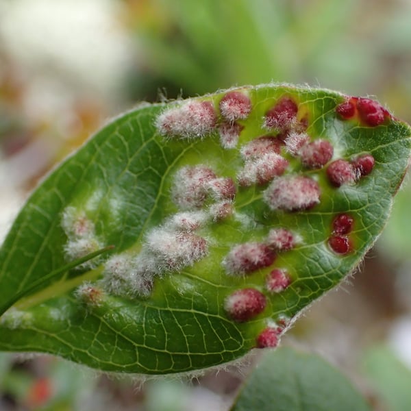 Aculus tetanothrix