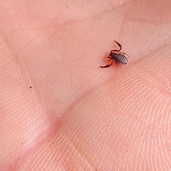 Pseudoscorpiones