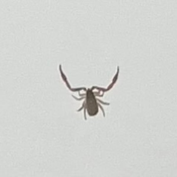 Cheliferidae