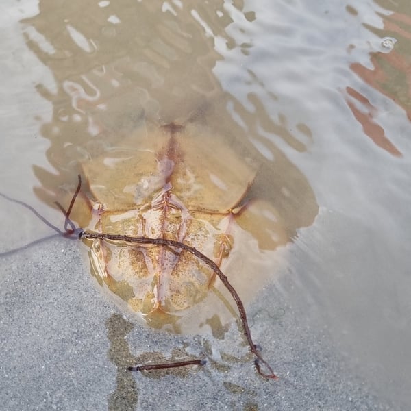 Limulidae