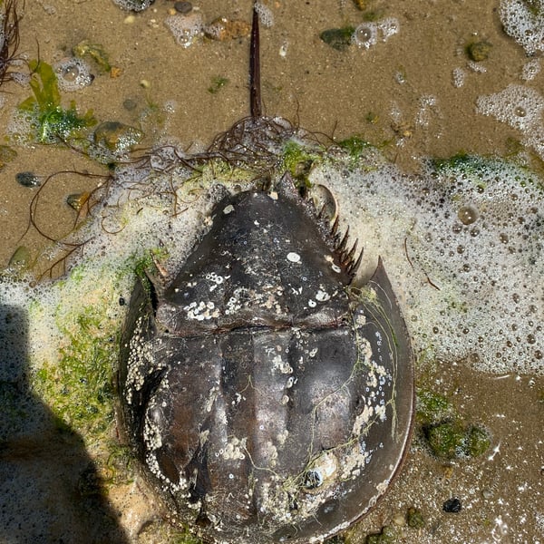 Limulus polyphemus