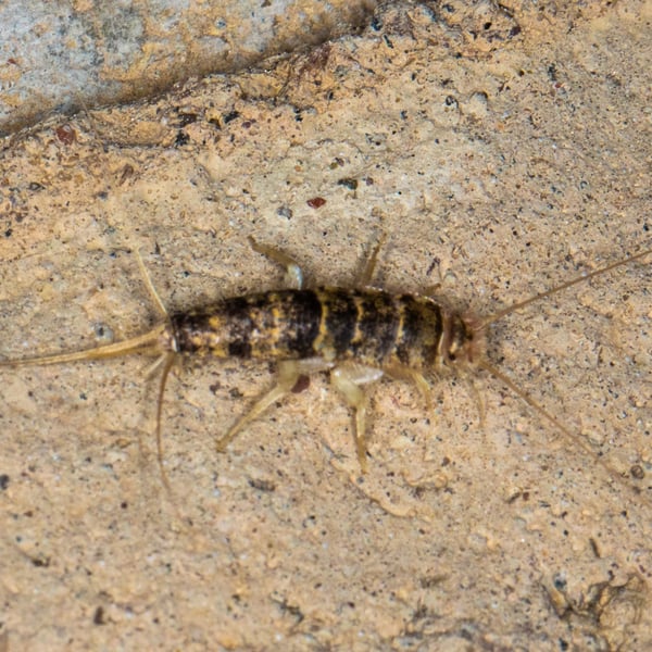 Thermobia domestica