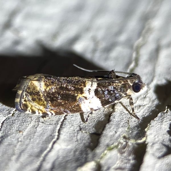 Olethreutes fasciatana