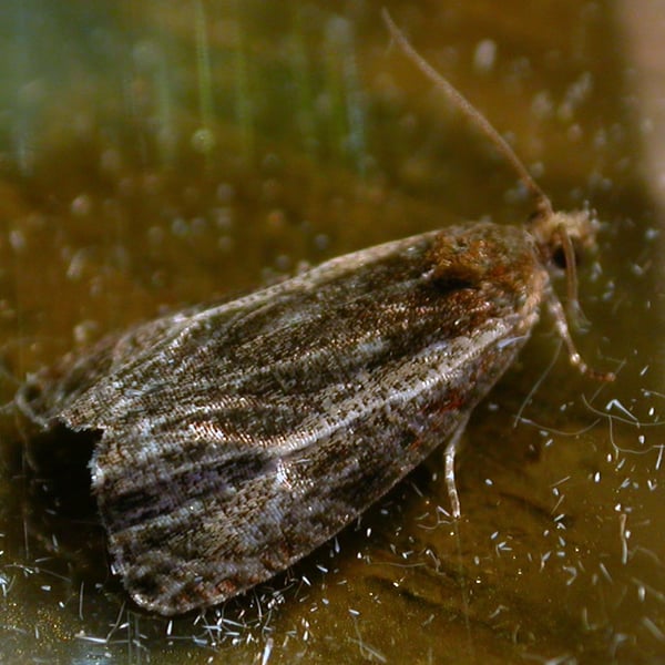 Olethreutes quadrifidum