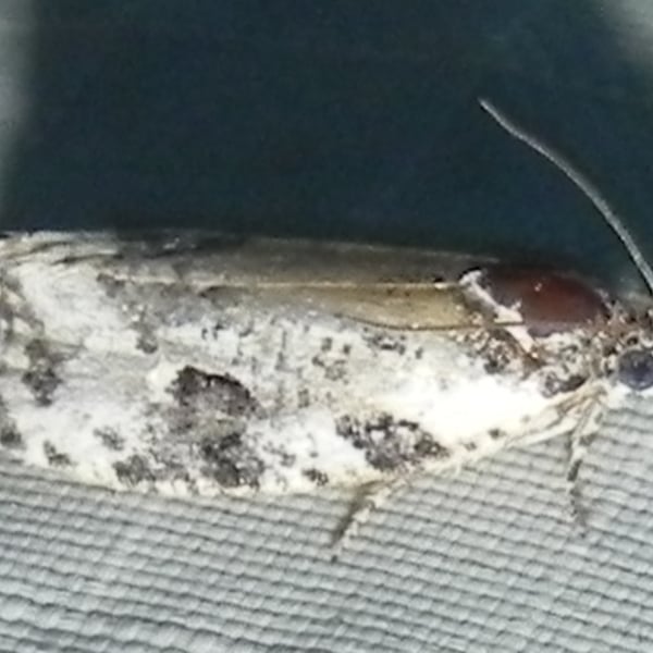 Apotomis albeolana