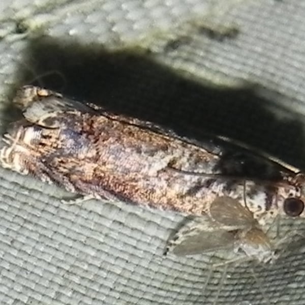 Episimus argutana