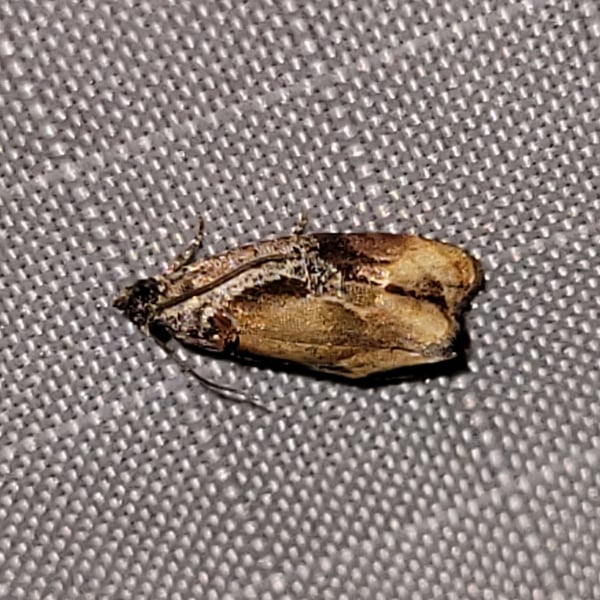 Zomaria interruptolineana