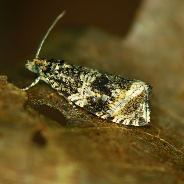 Syricoris lacunana