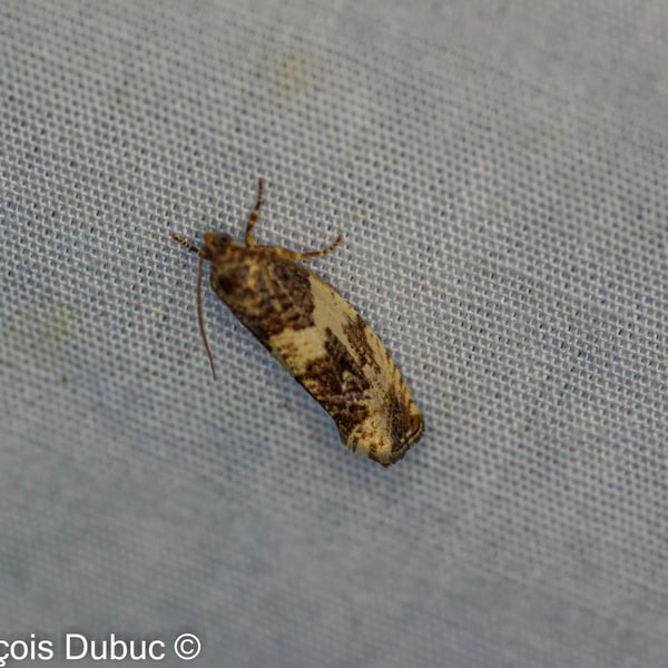 Pseudosciaphila duplex