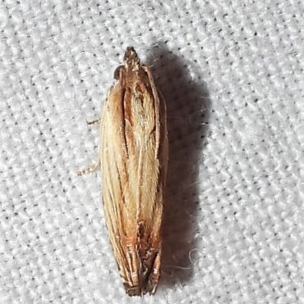 Eucosma