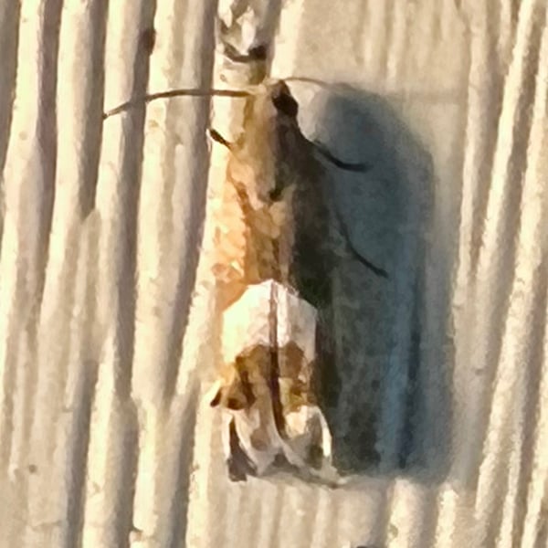Eucosma parmatana
