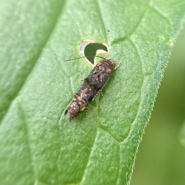 Eucosma ochroterminana