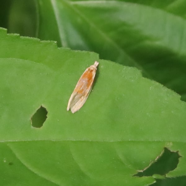 Eucosma raracana