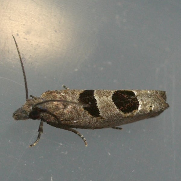 Eucosma tomonana