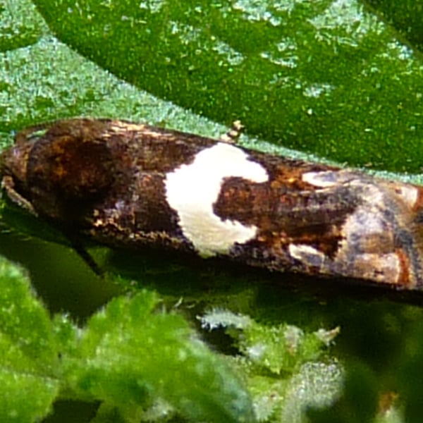 Epiblema otiosana