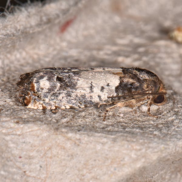 Epiblema scudderiana