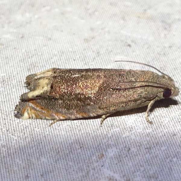 Epiblema strenuana