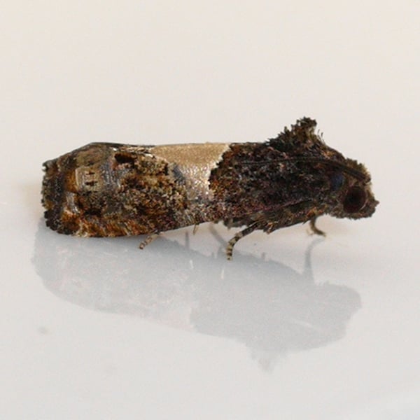 Epiblema glenni