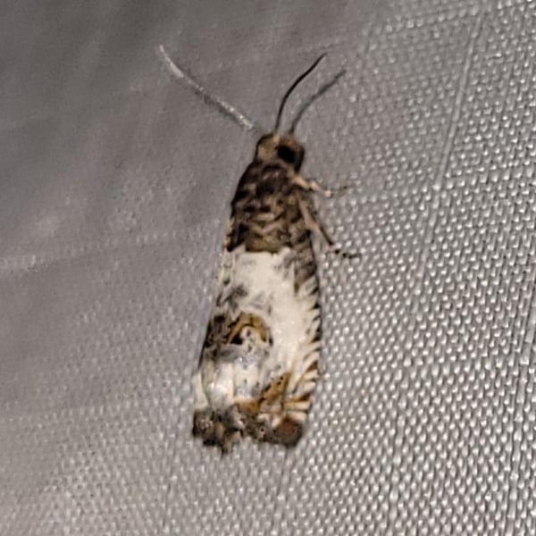 Notocelia rosaecolana