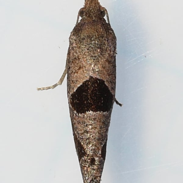 Pelochrista dorsisignatana