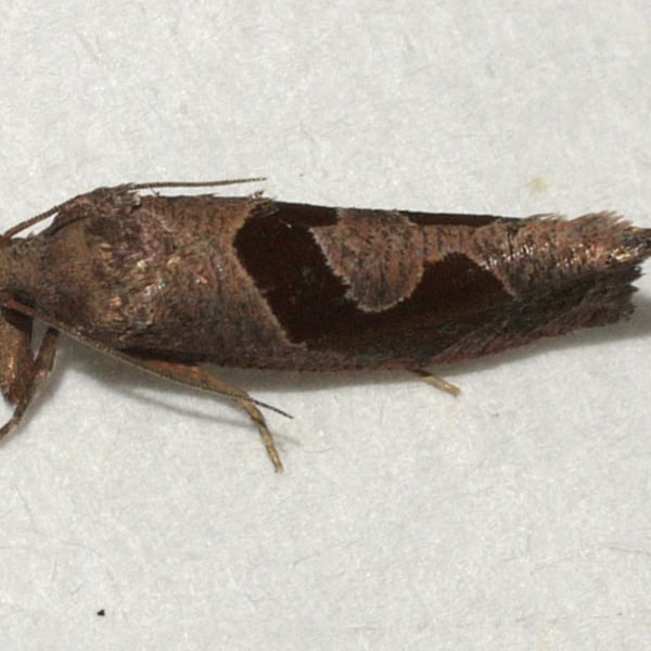 Pelochrista similiana