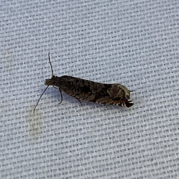 Pelochrista derelicta