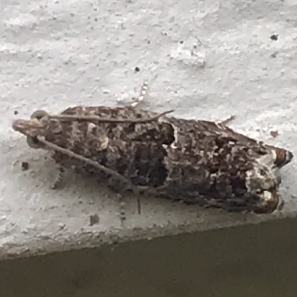 Spilonota ocellana