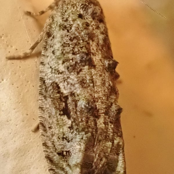 Proteoteras aesculana