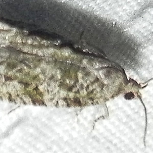 Proteoteras moffatiana
