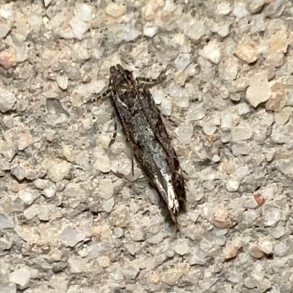 Chimoptesis pennsylvaniana