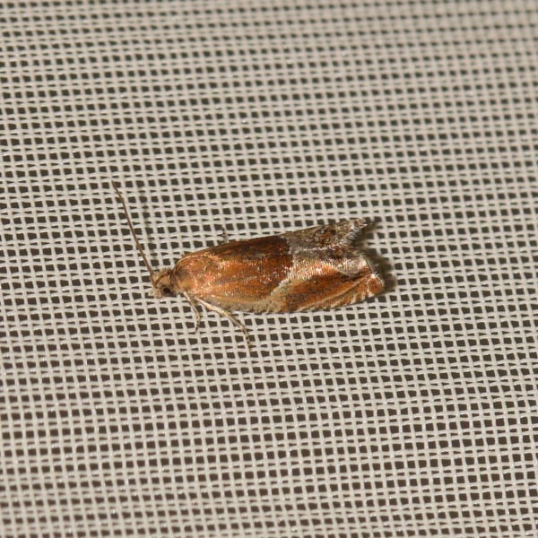 Ancylis