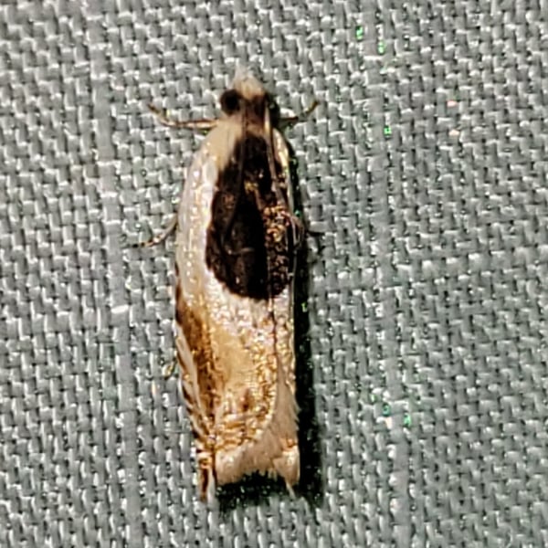 Ancylis burgessiana