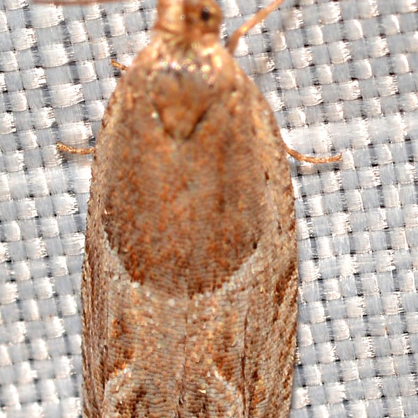 Ancylis comptana