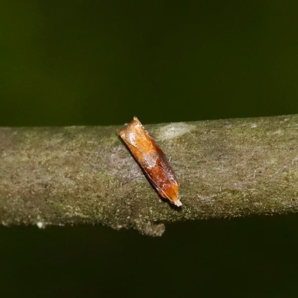Ancylis divisana