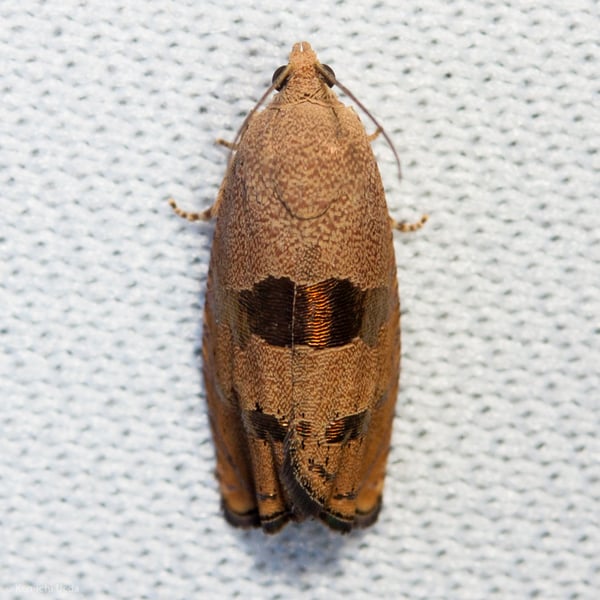 Cydia latiferreana